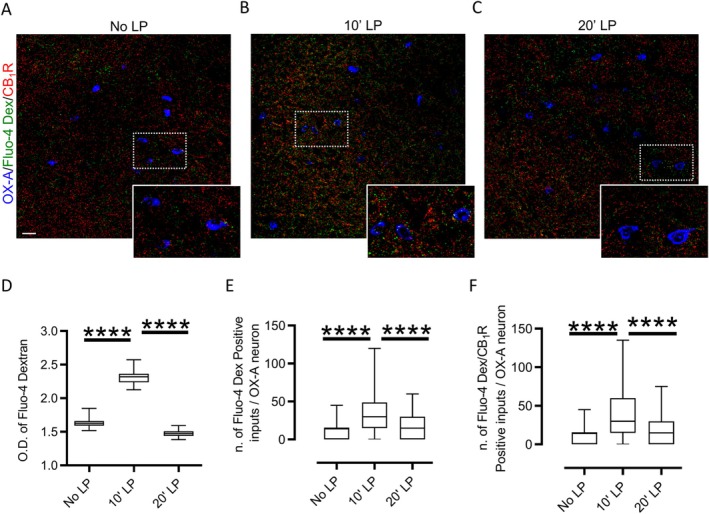 Blue light exposure activates Fluo4‐Dex/CB1R‐positive inputs to OX‐A neurons. (A–C) Confocal microscopy showing Fluo‐4‐Dx (green) and CB1R (red) colocalization in OX‐A neurons (blue) of the PFH. High magnification of the boxed areas is depicted at high magnification in each respective inset. Scale bar: 20 μm. (D) Optical density of Fluo‐4‐Dx inputs to OX‐A neurons in the PFH of mice under No LP, 10′LP or 20′LP blue light pulse exposure; n = 30 sections/mouse; n = 6 mice/group; Kruskal–Wallis Test and Dunn's post hoc test, Kruskal–Wallis statistic = 235.5, DF = 2, ****p < 0.0001; data are mean ± SEM. (E) Number of Fluo‐4‐Dx‐positive inputs to OX‐A neurons in the PFH of mice under No LP, 10′LP or 20′LP blue light pulse exposure; n = 30 sections/mouse; n = 6 mice/group; DF = 2, Kruskal–Wallis Test and Dunn's post hoc test, Kruskal–Wallis statistic = 186.2, ****p < 0.0001; data are mean ± SEM. (F) Number of Fluo4‐Dx/CB1R‐positive inputs to. OX‐A neurons in the PFH of mice under No LP, 10′LP, or 20′LP blue light pulse exposure; n = 30 sections/mouse; n = 6 mice/group. Kruskal–Wallis Test and Dunn's post hoc test, Kruskal–Wallis statistic = 199.4, DF = 2, ****p < 0.0001; data are Mean ± SEM.