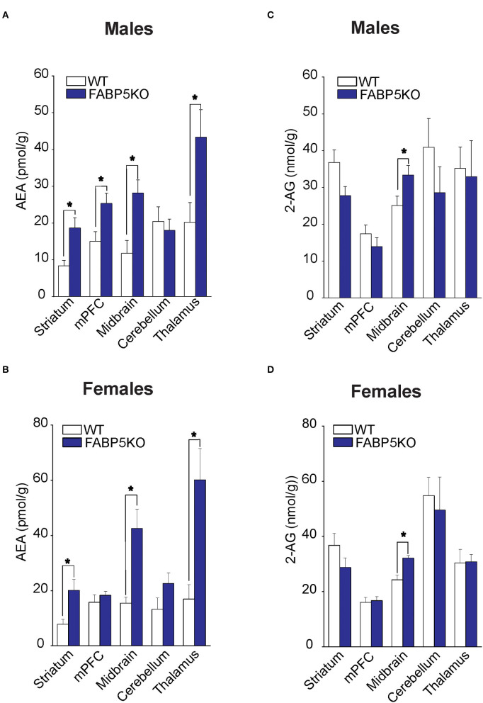 2-AG and AEA levels in brain regions of WT vs. FABP5 KO mice. Levels of AEA (A,B) and 2-AG (C,D) in the striatum, mPFC, midbrain, cerebellum, and thalamus of male and female WT and FABP5 KO mice (n = 5). *, p < 0.05; KO vs. WT.