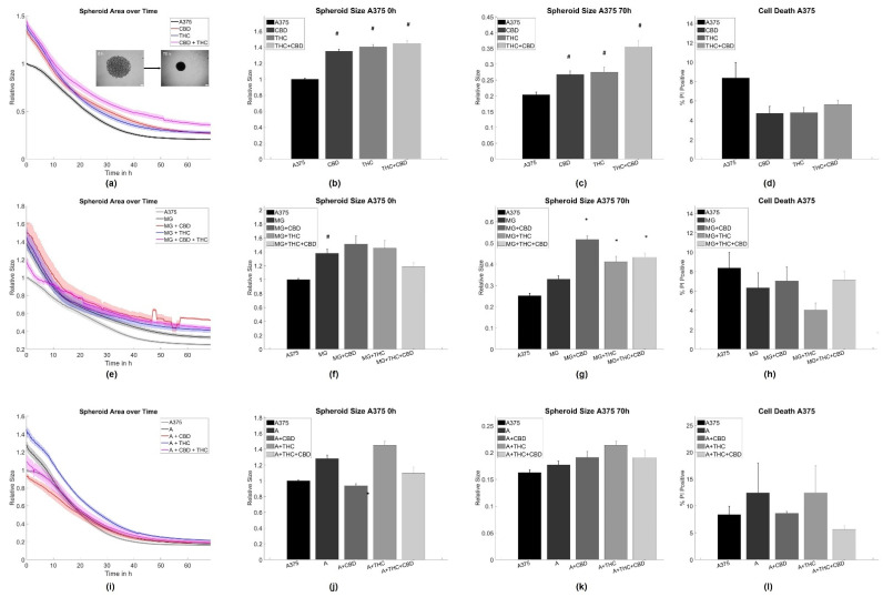 Aggregation results for A375 melanoma cells. (a–c) Average time evolutions of spheroid sizes for A375 cells treated with cannabinoids. The inlet depicts a typical spheroid aggregation. (d,h,l) Ratio of cell death in A375 spheroids treated with cannabinoids. (e–g) Time evolution of tumor-microglia (MG) spheroid sizes and cell death for co-cultures with and without cannabinoid treatment. (i–k) Time evolution of tumor-astrocyte (A) spheroid sizes and cell death for treatment co-cultures with and without cannabinoid treatment. Relative size: Values are normalized to the respective untreated control cell line at time point 0 h referring to the start of the measurement. Stars (*) depict significant results against the spheroids mixed with astrocytes or microglia, respectively. Hashes (#) depict significant results against the untreated control. Error bars and shaded areas depict the standard error of the mean. Abbreviations: CTL: control, CBD: cannabidiol, THC: tetrahydrocannabinol, A: astrocytes, MG: microglia.