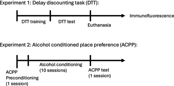 Experimental timeline for delay discounting task (DTT), alcohol conditioned place preference (ACPP) and immunofluorescence procedures.