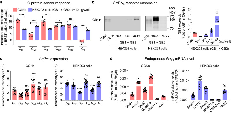 Activity of endogenous GABAB receptor detected by the Gi/o protein sensors.a Baclofen-induced change in BRET ratio between GαNluc and VenusGγ2 in CGNs or transfected HEK293 cells for the indicated Gi/o proteins, and expressed as percentage of the basal signal ((BRETbasal-BRETagonist/BRETbasal) x 100). CGNs were co-transfected with VenusGγ2 (50 ng) and the Nluc-tagged Gαi1 (25 ng), Gαi2 (75 ng), Gαi3 (75 ng), GαoA (25 ng), GαoB (25 ng) or Gαz (25 ng), while HEK293 cells were co-transfected with GB1 (9 ng), GB2 (12 ng), Gβ1 (10 ng), VenusGγ2 (10 ng) and the Nluc-tagged Gαi1 (1 ng), Gαi2 (3 ng), Gαi3 (3 ng), GαoA (1 ng), GαoB (1 ng) or Gαz (1.5 ng) per well in 96-well plate. b Expression of GB1 subunit of GABAB receptor in the cell membrane of CGNs, mock HEK293 cells, and HEK293 cells transfected with indicated amount of GB1 and GB2, detected by western blotting. Values are mean ± SEM normalized as fold of GB1 expression in CGNs from four independent experiments. c Expression of the Nluc-tagged Gα transfected in CGNs or in HEK293 cells in (a), measured by the luminescent signal at 480 nm. The values of individual well are shown. Values are mean ± SEM from four biologically independent experiments each performed in triplicates or quadruplicate in (a) and (c). Data in (a) are analysed using unpaired t-test (two-tailed) to determine significance. Data in (c) are analysed using one-way analysis of variance (ANOVA) with a Dunnett’s post-hoc multiple comparison test to determine significance (compared with Gi1 group). ****p < 0.0001, ***p < 0.001, **p < 0.01 and *p < 0.05 and not significant (ns). d Expression of the genes encoding indicated Gα in CGNs (mouse species: Gnai1, Gnai2, Gnai3, Gnao-1, Gnao-2, Gnaz) and HEK293 cells (human species: GNAI1, GNAI2, GNAI3, GNAO-1, GNAO-2, GNAZ). Values were determined by qRT-PCR and mean ± SEM normalized to Rplp0 (mouse) or RPLP0 (humans) from three biologically independent experiments each performed in quadruplicate. The values of individual sample are shown. The raw data and p-values are available in source data provided as a Source Data file.