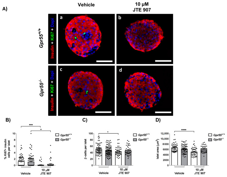 Effects of JTE 907 on mouse β-cell proliferation. Representative fluorescence images of paraffin-embedded sections of islets from individual Gpr55+/+ and Gpr55−/− mice probed with antibodies directed against insulin (red) and Ki67 (green), and DAPI staining (nuclei; blue) after maintenance of islets in culture for 48 h in the absence or presence of 10 µM JTE 907 (A). Scale bars = 50 μm. Quantifications (B–D) were performed using islets from 6 mice per genotype and were obtained from 3 acquisitions of 49–97 islets per condition, each with a minimum of 16 different islets analysed per paraffin section. * p < 0.05, *** p < 0.001, **** p < 0.0001. Data were analysed using one-way ANOVA, followed by Tukey’s multiple comparisons post-test.