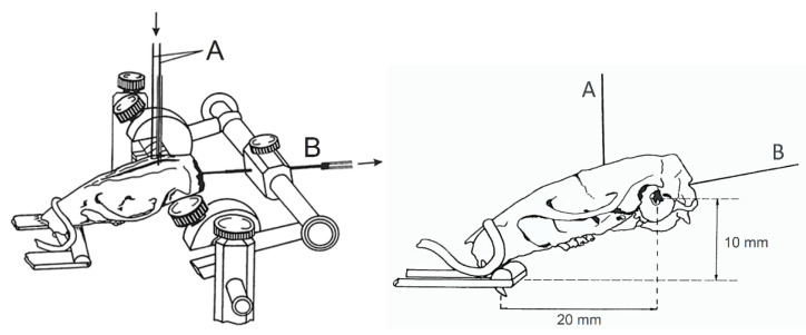 Position of a rat skull in a stereotaxic instrument adapted for the perfusion of cerebral ventricles. (A)—inflow cannula for the lateral ventricle. (B)—outflow cannula for the cerebello-medullary cistern. Description in the text.