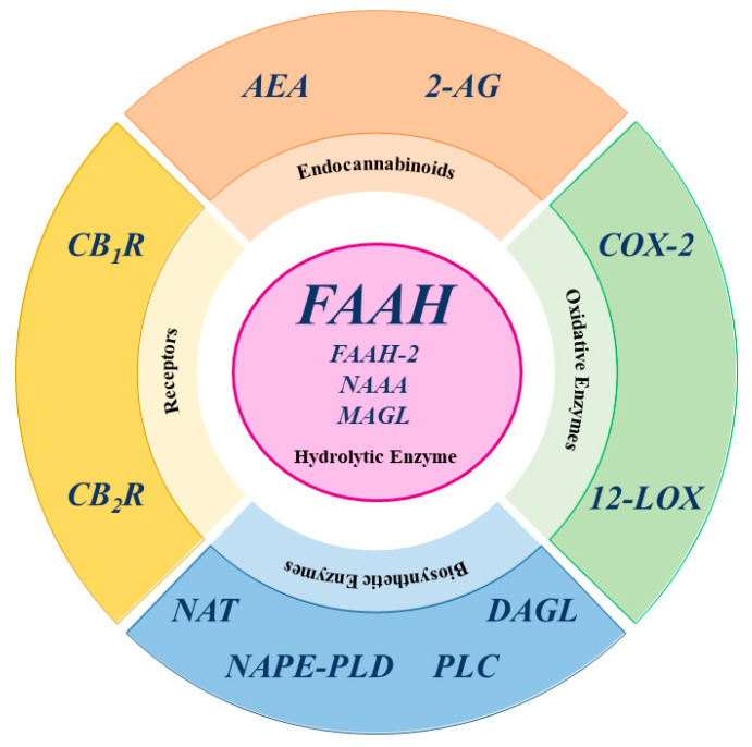 Schematic representation of the main ECS elements. AEA: anandamide; 2-AG: 2-arachidonoylglycerol; COX-2: cyclooxygenase-2; CB1R cannabinoid receptor type 1; CB2R cannabinoid receptor type 2; DAGL: diacylglycerol lipase; FAAH: fatty acid amide hydrolase; FAAH-2: fatty acid amide hydrolase-2; 12-LOX: 12-lipoxygenase; MAGL: monoacylglycerol lipase; NAAA: N-acylethanolamine acid amide hydrolase; NAPE-PLD: N-acyl phosphatidylethanolamine-specific phospholipase D; NAT: N-acyltransferase enzymes; PLC: phospholipase C.