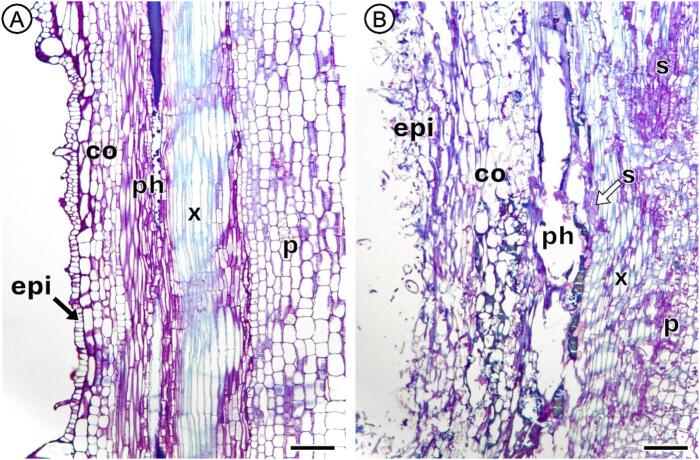 Longitudinal sections of the C. sativa inflorescence stem uninfected versus seven days post inoculation with S. sclerotiorum. (A) Longitudinal section of an uninfected C. sativa inflorescence stem. Epidermis (epi), cortex (co), phloem (ph), xylem (x), and pith (p) are labelled accordingly. Scale bar = 100 μm. (B) Longitudinal section of a C. sativa inflorescence stem infected with S. sclerotiorum seven days post inoculation. Extensive tissue degradation is apparent across the epidermis (epi), cortex (co), phloem (ph), and pith (p). The xylem (x) remains relatively intact when compared to other tissue layers. S. sclerotiorum (s) is present throughout the tissue layers of the stem. Scale bar = 100 μm.