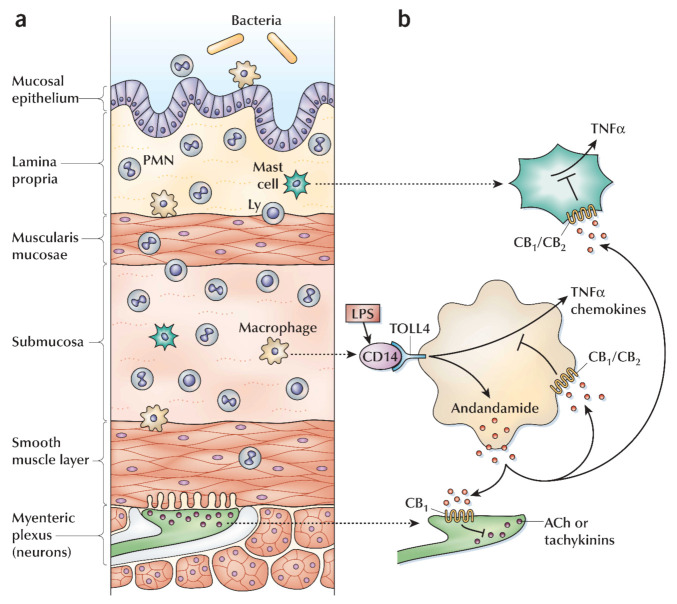 Anti-inflammatory ECs recommended targets and cell types in inflammatory bowel disease. (a), Inflamed bowel cross-section along with infiltration of the leukocytes (i.e., lymphocytes (Ly), polymorphonuclear leukocytes (PNM), macrophages, and mast cells). (b) In macrophages, the synthesis of the MIP-2 macrophage inflammatory protein-2 and CXCL-8 (chemokines), TNF-α (Tumour necrosis factor α), and anandamide initiated by LPS. Anandamide performs autocrine mediation to inhibit the synthesis of TNF-α and synthesis of the chemokine. The inhibition is carried out using receptors CB1 or CB2 (one of two or both). The activation of both receptors CB1 and CB2 can inhibit the synthesis pathway of TNF-α in mast cells. Consequently, inflammation reduction and leukocyte infiltration processes are affected. Stimulation of CB1 receptor paracrine on extrinsic and intrinsic enteric neurons blocks the release of acetylcholine (ACh) and tachykinin, respectively, that results in the inhibition of gut motility. The use of the FAAH inhibitor prevents the anandamide breakdown. Reprinted from Ref. [180] with permission from Springer Nature. License Number: 5066110580718. Abbreviation: CD14 (cluster of differentiation 14); TOLL4 (toll-like receptor 4 (TLR4)); LPS (lipopolysaccharide).