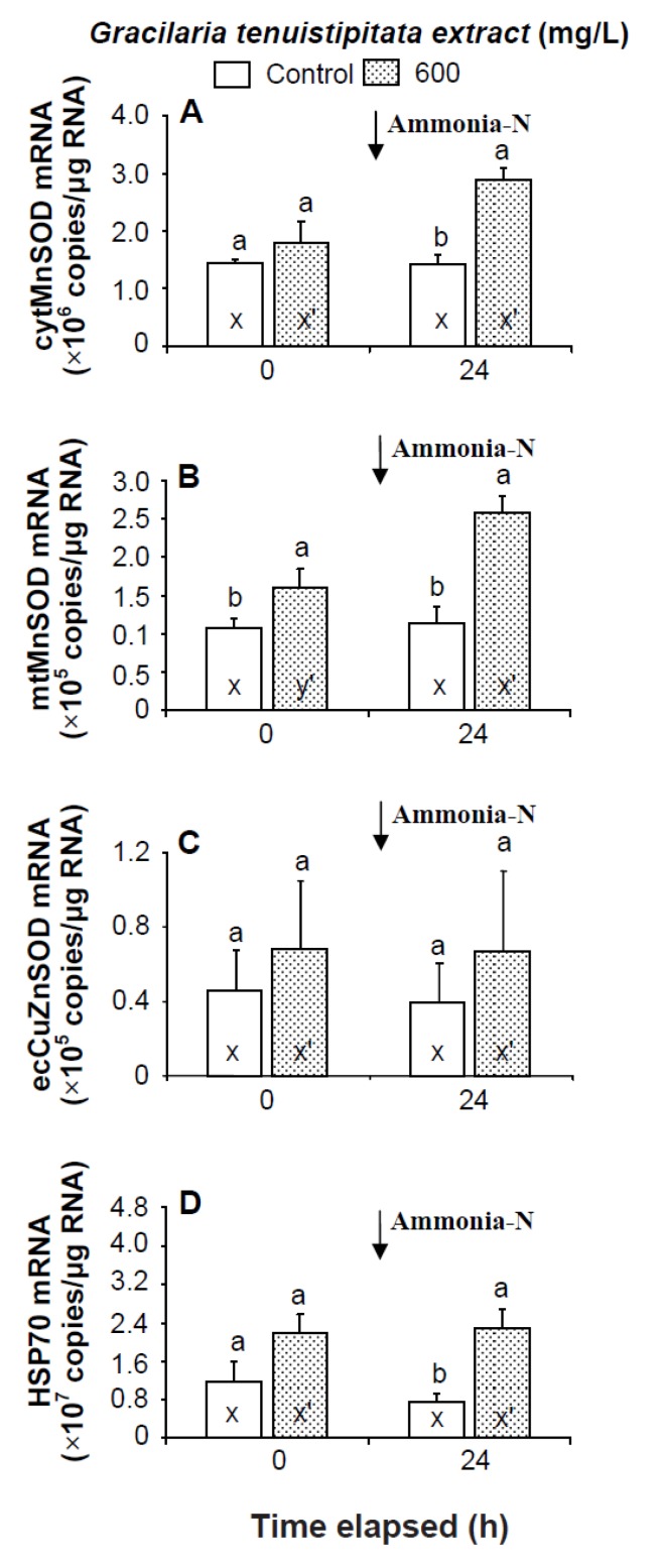 Transcript levels of (A) cytosolic manganese superoxide dismutase (cytMnSOD), (B) mitochondrial manganese superoxide dismutase (mtMnSOD), (C) extracellular copper-zinc superoxide dismutase (ecCuZnSOD), and (D) heat shock protein 70 (HSP70) of hemocytes of white shrimp Litopenaeus vannamei immersed in seawater containing Gracilaria tenuistipitata extract at 0 (control) and 600 mg/L for 3 h and then exposed to seawater containing 5 mg/L ammonia-N for 24 h. Data with different letters (x, y) and with different letters (x′, y′) are significantly different (p < 0.05) before and after ammonia stress between control shrimp and between GTE receiving shrimp.
