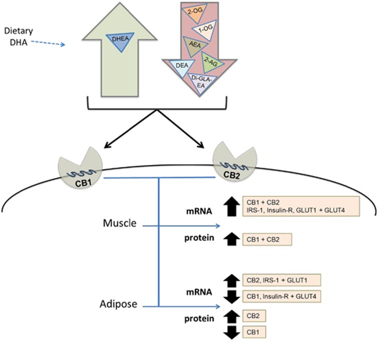 C57BL/6J mice fed a semipurified diet containing DHA showed higher levels of DHA and eicosapentaenoic acid (EPA) but lower AA in muscle and adipose tissues compared with those fed the control diet. Furthermore, the mice given DHA showed higher blood levels of DHEA and lower levels of AEA, 1-AG and 2-AG. The DHA diet also resulted in higher CB1 and CB2 protein levels and gene expression for these receptors in muscle compared with those given the control diet. Moreover, these changes resulting from DHA feeding also improved gene expression favorable for glucose uptake in muscle and lower glucose uptake by adipose associated with lower CB1 in mice.