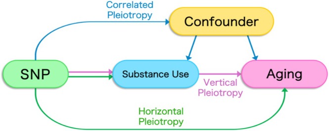 Vertical pleiotropy occurs when a single nucleotide polymorphism (SNP) influences multiple traits through a direct causal pathway, where the SNP affects one trait that in turn affects another. In contrast, horizontal pleiotropy happens when a single SNP independently influences multiple traits through separate and distinct mechanisms, without one trait affecting the other. Correlated pleiotropy involves a situation where a single gene affects multiple traits that are correlated, often because the traits share common genetic or environmental influences.