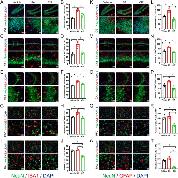 4F‐ABUTINACA self‐administration induced alterations in microglial (IBA‐1) and astrocytic (GFAP) immunoreactivity. A—J: Representative images of different brain regions obtained through fluorescence microscopy stained for IBA‐1 (red), NeuN (green, neuronal marker) and DAPI (blue, nuclear stain) in the three groups. The scale bar represents 20 μm. K–T: Representative images of different brain regions obtained through fluorescence microscopy stained for GFAP (red), NeuN (green) and DAPI (blue) in each group. The scale bar represents 20 μm. Quantitative data are expressed as mean ± SEM (n = 3). *p < 0.05, SA vs. vehicle; # p < 0.05, CIR vs. vehicle; $ p < 0.05, SA vs. CIR.