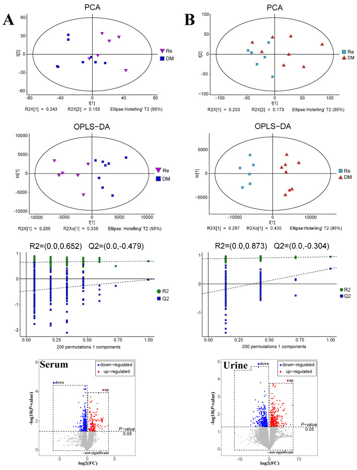 PCA analysis, OPLS-DA analysis, OPLS-DA permutation test and volcano plot of serum (A) and urine (B) samples from the ginsenoside Re compared to T2DM group, respectively.
