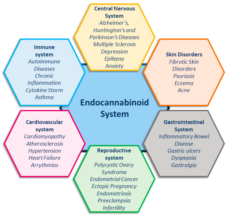 Endocannabinoid system and related pathologies.