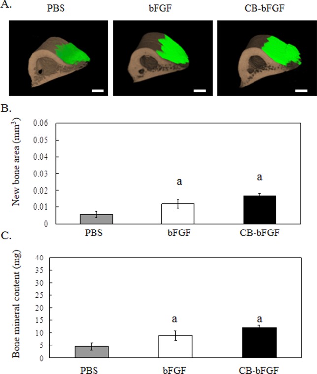 3D micro-CT analysis of rat femurs two weeks after local injection. A: 3D micro-CT image, A-1: PBS, A-2: 0.58 nmol bFGF, A-3: 0.58 nmol CB-bFGF. Green color: new bone; brown color: existing bone. The scale bars indicate 1 mm. B: New bone area, and C: Bone mineral content after local injection of 0.58 nmol bFGF or CB-bFGF. Data are presented as the mean ± S.E. (n = 8). a: p < 0.05 compared with the control group. b: p < 0.05 compared with the dose-matched group. [Color figure can be viewed in the online issue, which is available at wileyonlinelibrary.com.]