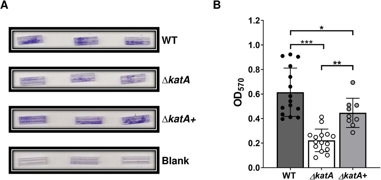 ΔkatA exhibits a biofilm biomass defect on silicone catheters.(A) Representative images of crystal violet-stained 15 mm silicone Foley catheter segments after 20 h incubation with WT, ΔkatA, ΔkatA+ (bovine catalase), or plain LB (blank). (B) Biomass of 20 h WT (gray), ΔkatA (white), ΔkatA+ (bovine catalase, light gray) catheter biofilms as assessed by crystal violet staining at OD570. Error bars represent mean and standard deviation (SD) of at least 3 independent experiments with at least 3 technical replicates each. ** P<0.01, ***P<.001 by one-way ANOVA with Tukey’s test for multiple comparisons.