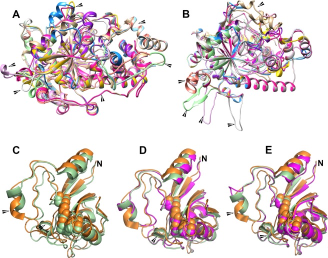 Comparison of predicted secondary structures of nine PpFAAH paralogs. An overlay of predicted secondary structures of nine PpFAAH with (A) AtFAAH (PDB ID: 6DII) and (B) RtFAAH (PDB ID: 1MT5) as templates. Structures were generated using Chimera 5 software. The comparisons predict that the secondary structures with both templates were similar with alpha-helices and loops surrounding the beta sheets core. Arrows point the differences on the aligned structure; Comparison of the amidase signature (AS) regions of (C) AtFAAH (green) and RtFAAH (orange) with arrow pointing to an additional α-helix in AtFAAH, and the two templates compared with (D) PpFAAH1 (purple) and (E) PpFAAH9. Arrows show the differences in the AS core. PpFAAH9 was predicted to make one less α- helix in the AS region compared to PpFAAH1. Catalytic triad is shown as sphere and N indicates the N-terminus of the AS region. Structural prediction and comparison for PpFAAH2 to PpFAAH8 is presented in Fig. S3.