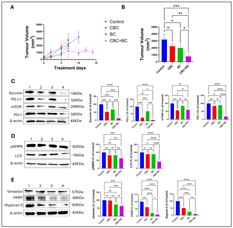Effects of CBC, BC, and CBC + BC in an MDA-MB-231 cell-derived xenograft model. (A) Tumor volume progression in mice treated with vehicle control, CBC, BC, or the combination of CBC + BC. (B) Quantification of tumor volume at day 10 post-treatment initiation. (C–E) Representative Western blot analysis of tumor tissue lysates showing modulation of proteins associated with immune signaling (PD-1, PD-L1), apoptosis and survival (PARP, Survivin), metabolic and stress signaling (pAMPK), epithelial–mesenchymal transition and adhesion (Vimentin), and autophagy and growth signaling (LC3, mTOR) following treatment with CBC, BC, or CBC + BC. Protein expression levels were normalized to β-actin. Data are presented as mean ± SD (n = 3). Statistical significance was determined using one-way ANOVA followed by post hoc testing. * p < 0.05, ** p < 0.01, *** p < 0.001 and **** p < 0.0001 versus control.