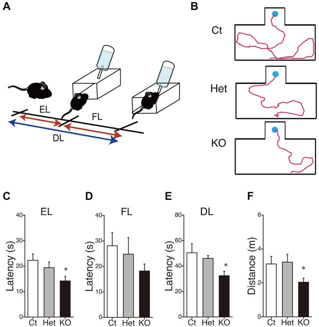 Enhancement of latent visuospatial memory in MGL KO mice. (A) Schematic representations of the entering latency (EL) and finding latency (FL). The period from the onset of exploration to entering the small alcove was defined as the EL, and the period from entering the alcove until finding the drinking tube was defined as the FL. The sum of the EL and FL was designated as the drinking latency (DL). (B) Typical images depicting the walking paths during the test trials in control (upper), Het (middle), and MGL KO mice (lower). (C–F) The EL (C), FL (D), and DL (E) for the water-finding test were evaluated in control (open bar, n = 10), Het (gray circle; n = 10), and MGL KO mice (closed bar, n = 10). The distance traveled (F) from the starting point to the drinking tube was also evaluated in MGL KO mice. The EL, DL, and distance traveled by MGL KO mice were significantly decreased relative to those of control or Het mice. *p < 0.05 relative to the control group.