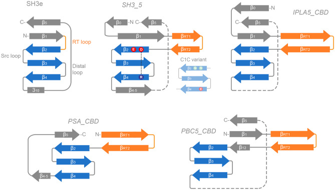 Compared topologies of SH3 domains. The RT loop in SH3e and its counterpart in SH3b families, the RT hairpin, is shown in orange, while the highly conserved β-core is in blue. Relevant residues at the β-core are displayed for the SH3_5 family, including the D450-R470 putative salt bridge. β-sheets are numbered according to the canonical SH3 fold numeration, and extra sheets are given different names to facilitate the comparison