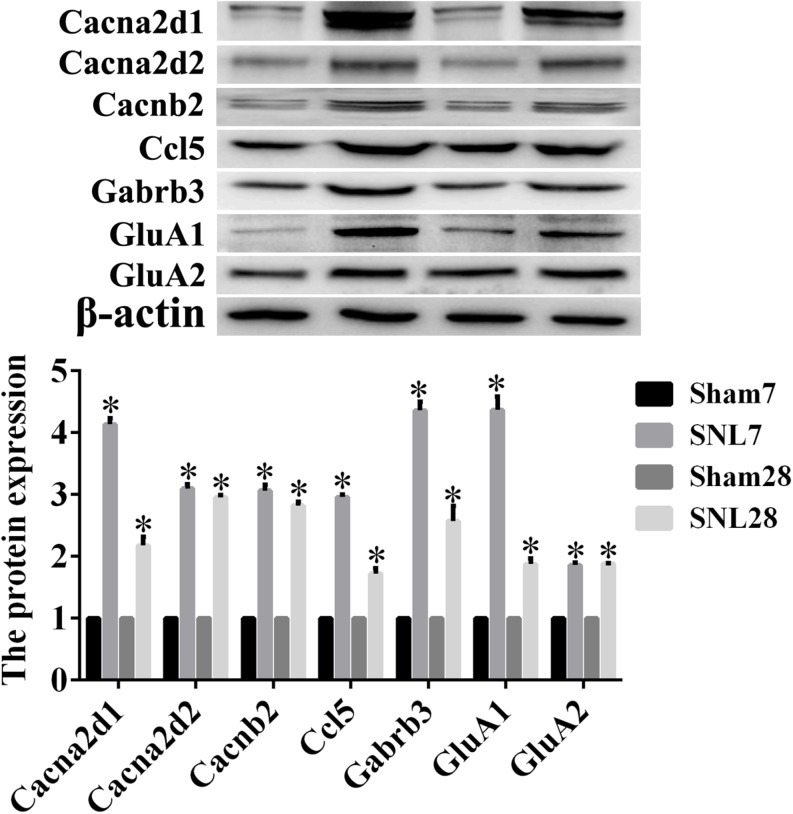 The protein expression detected by Western blot assay. Western blot assay was employed to measure the protein level, and this graph showed the protein expression including Ccl5, Cacna2d1, Cacna2d2, Cacnb2, Gabrb3, GluA1, and GluA2 in SNL-7/28d group and Sham-7/28d group, respectively. ∗P < 0.05, compared with Sham-7/28d group.