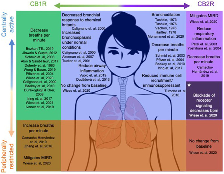 CB1/CB2 receptor distribution and current understanding of their role in respiratory function. Dots in the brain represent centrally mediated effects, dots in the lungs and abdomen represent peripherally mediated effects. Dot size corresponds to concentration levels of the receptor within the region.