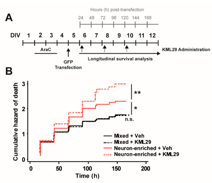 Effect of MAGL inhibition on neuronal survival in the presence or in the absence of glial cells. (A) Experimental design: 10 μM AraC was added at DIV2 for 48 h to prevent glial proliferation. Mixed (−AraC) and neuron-enriched (+AraC) cultures were transfected at DIV5 with GFP and treated with KML29 (250 nM) or its vehicle (Veh) starting at DIV6, every 48 h. Longitudinal tracking with automated microscopy of individual rat cortical neurons was performed every 24 h after transfection. (B) Cumulative risk estimates of GFP-transfected neurons from mixed (−AraC) and enriched (+AraC) neuronal cultures treated with KML29 or vehicle as control. Log-rank test, n = 600–700 neurons per condition from 2 independent experiments, n.s. nonsignificant, * p < 0.05, ** p < 0.01.