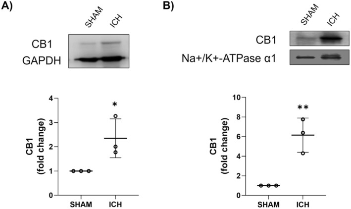 CB1 levels in cytosolic (A) and membranal (B) fractions in animals after the ICH. Western Blot of CB1 and GAPDH representative images (n = 3) and levels of CB1. Results are expressed as fold change. Values represent the mean ± standard deviation. GAPDH (37 kDa), CB1 (64 kDa), Na+/K + ‐ATPase α1 (100 kDa). *p < 0.05, **p < 0.01 vs. SHAM group.