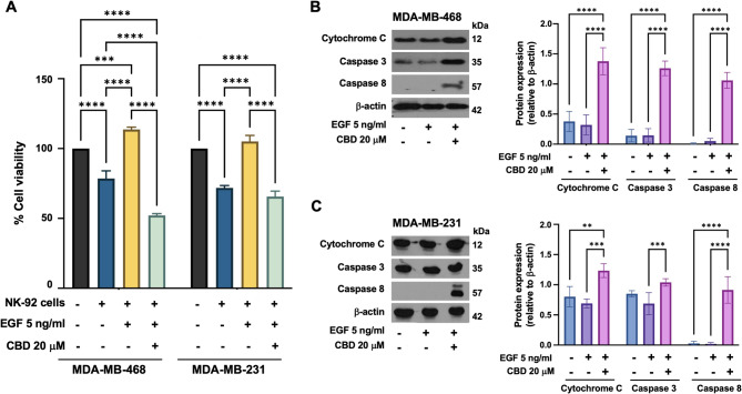 Effect of cannabidiol (CBD) on TNBC cell sensitivity to NK-92 cell-mediated cytotoxicity. TNBC cells were pretreated with either EGF alone or in combination with CBD before being cocultured with NK-92 cells at an effector-to-target (E: T) ratio of 2:1 for 24 h. A The percentage of viable cells following NK-92 cell-mediated cytotoxicity. B and (C) Immunoblot analysis showing the expression levels of cytochrome C, caspase-8, and caspase-3, normalized to those of β-actin, compared to those of untreated controls. Data were collected from at least three independent experiments, and the results are expressed as the means ± standard deviations (SDs) (N = 3). Statistical significance was determined by two-way analysis of variance (ANOVA) followed by Tukey’s post hoc test (*p < 0.05, **p < 0.01, ***P < 0.001, and ****P < 0.0001)