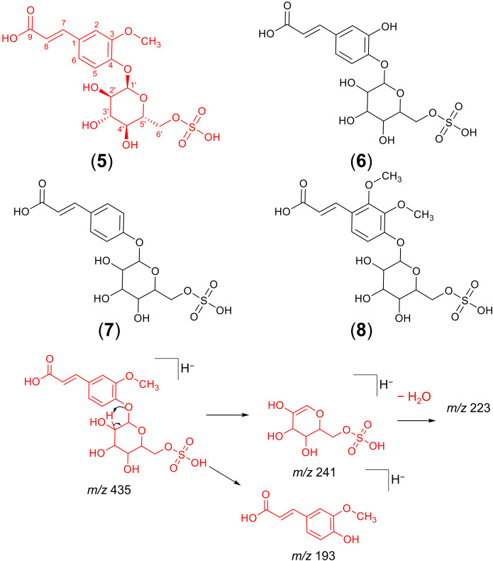 Chemical structures of cinnamic acid glycosyl sulphates detected in hemp seed and fragmentation mechanism of the isolated ferulic acid glucosyl sulphate. The chemical structure of ferulic acid-4-O-glucosyl-6’-O-sulphate (compound 5, in red) was confirmed by NMR experiments, while the chemical structures of the remaining compounds (6 – 9) were suggested by interpretation of HRMS and MS2 data alone and, therefore, await spectroscopic confirmation.