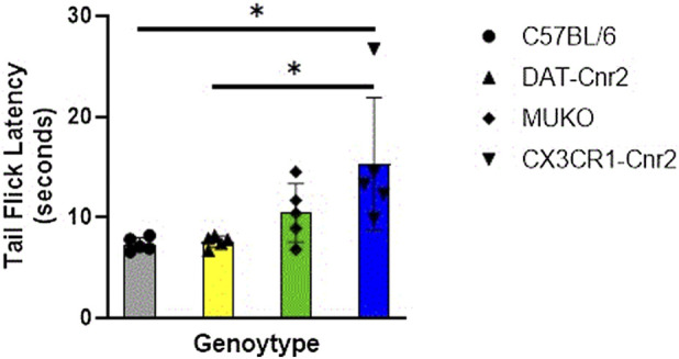 Bar graph comparing tail flick latency in seconds among four genotypes: C57BL/6, DAT-Cnr2, MUKO, and CX3CR1-Cnr2. Mean latency increases across groups from left to right, with C57BL/6 and DAT-Cnr2 showing lower values and CX3CR1-Cnr2 the highest. Individual data points and error bars are displayed. Asterisks above indicate statistically significant differences between selected groups.