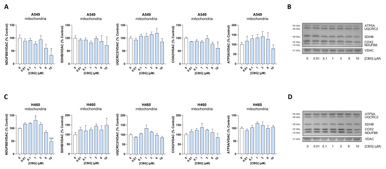 Concentration-dependent effect of CBG on the concentrations of subunits of mitochondrial respiratory chain complexes in A549 (A,B) and H460 cells (C,D). Cells were treated with the indicated concentrations of CBG for 24 h. Thereafter, the corresponding proteins in the mitochondrial fractions were determined using Western blot analysis. Bar chart values were derived from densitometric analyses of the blots. Mitochondrial proteins were normalized to VDAC. All percentages refer to the respective vehicle control (mean = 100%). The blots shown are representative. Data represent the mean ± SEM of 3 biological replicates. * p ≤ 0.05, *** p ≤ 0.001 vs. corresponding vehicle control; statistical analyses were performed on VDAC-normalized data expressed as percentages of the respective vehicle control using one-way ANOVA with Dunnett’s post hoc test.