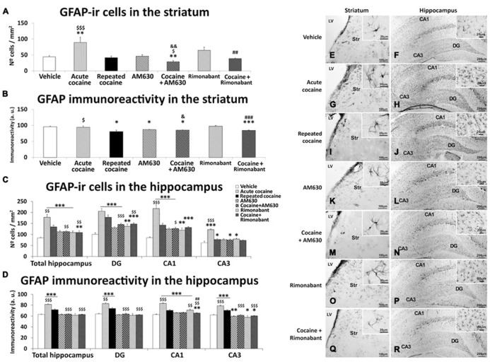 Effects of repeated administration of cocaine and co-administration of cocaine (20 mg/kg) and Rimonabant (3 mg/kg) or AM630 (3 mg/kg) on astrogliosis in the striatum (A,B) and the hippocampus (C,D) as measured with GFAP immunohistochemistry. AM630 administration decreased the numbers of GFAP-ir cells observed in the striata of the repeated cocaine-treated rats. Both AM630 and Rimonabant induced decreases in the numbers of GFAP 3-ir cells and reduced the intensities of GFAP immunoreactivity in the hippocampi of the repeated cocaine-treated rats. (E–R) Representative microphotographs showing low- and high-magnification (insets) views of astroglial cells in the striatum and hippocampus. The histogram displays the means ± the SEMs (n = 8/group) of the numbers of GFAP-ir cells per area (mm2) and GFAP immunoreactivities (arbitrary units). One-way ANOVA: *P < 0.05, **P < 0.01, ***P < 0.001 vs. vehicle group; $P < 0.05, $$P < 0.01, $$$P < 0.001 vs. repeated cocaine group; &P < 0.05, &&P < 0.01 vs. AM630 group; ##P < 0.01, ###P < 0.001 vs. Rimonabant group. Scale bars are included in each image.