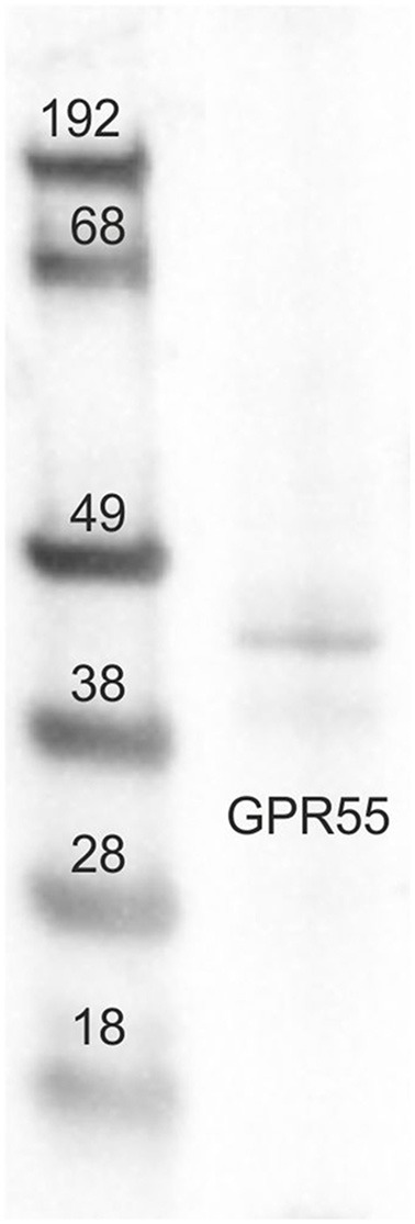 Representative image of Western blots (WB) analysis showing the specificity of the primary antibody rabbit anti-G protein-coupled receptor 55 (GPR55). The antibody revealed a single band of expected molecular weight (~40 kDa). The images of the different immunoblots were slightly adjusted in brightness and contrast to match their backgrounds.