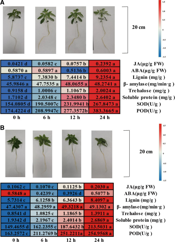 Morphological and physiochemical changes in industrial hemp under NaHCO3 stress. A The morphological and physiochemical changes in Huoma No. 1 under NaHCO3 stress; values followed by different lowercase letters represent p ≤ 0.05. B The morphological and physiochemical changes in Jindao-15 under NaHCO3 stress; values followed by different lowercase letters represent p ≤ 0.05