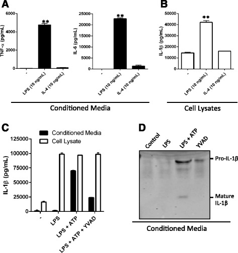 IMG cells respond to LPS treatment by increasing protein expression of inflammatory cytokines. a ELISA was used to analyze the secretion of TNF-α and IL-6 into IMG cell-conditioned medium during a 16-h incubation with or without LPS (10 ng/mL) or IL-4 (10 ng/mL) as described in the “Methods” section. b ELISA analysis of IL-1β in whole-cell lysates of IMG cells treated as described in (a). c ELISA of conditioned media (filled bars) and cell lysates (open bars) collected from IMG cells treated with or without LPS (10 ng/mL) for 6 h. LPS-treated cells were also incubated with or without Ac-YVAD-CMK (40 μM; YVAD) for 5 min, followed by ATP (5 mM) for 30 min as indicated. d Immunoblot analysis of conditioned media from IMG cells treated as described in (c). Blots were probed for IL-1β. Pro- (34 kDa) and mature (17 kDa) IL-1β bands are indicated. One-way ANOVA was used to determine the significance of the data. *P < 0.01; **P < 0.0001. Data are represented as means ± s.d. (n = 3, technical replicates). Each experiment was repeated on at least two separate occasions