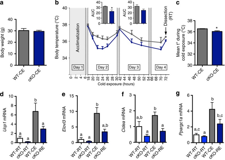 Adipose tissue Napepld deletion induces an altered response to cold exposure.(a) Total body weight (g; n=7). (b) Body temperature evolution (°C) during 72-h cold exposure (n=7). Inserts represent the area under the curve (AUC) of day 2 and 3, with baseline set at 34 °C. (c) Mean body temperature (t°) measured in °C during cold exposure (n=7). (d) Ucp1 mRNA levels, (e) Elovl3 mRNA levels, (f) Cidea mRNA levels and (g) Ppargc1a mRNA levels (relative expression) in SAT of room temperature (RT) and cold-exposed (CE) WT and cKO mice (n=7). Data are presented as mean±s.e.m. Two-way repeated-measure analysis of variance (ANOVA; genotype × time) revealed a significant effect of genotype (P=0.02), a significant effect of time (P<0.0001), and a non-significant interaction between factors (P=0.4). Post-hoc pairwise comparisons with Bonferroni correction did not show significant differences at any of the time points in b. Data with ‘*’ are significantly different (P<0.05) according to the unpaired two-tailed Student t-test. Data with different superscript letters are significantly different (P<0.05) according to post-hoc one-way analysis of variance.