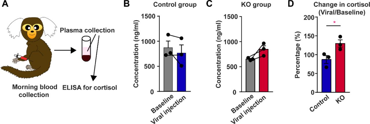 Increased plasma cortisol level in CB1R knockout marmosets.A, Paradigm of plasma cortisol level evaluation. B, C, Individual plasma cortisol level before and after virus injection in control (B) and KO (C) groups. n = 3, two-tailed paired t-test, t(2) = 1.346, P = 0.3106 (B); t(2) = 2.990, P = 0.0960 (C). D, Comparison of changes in plasma cortisol level between control and KO groups. n = 3, two-tailed unpaired t-test, t(4) = 2.933, P = 0.0427. * P < 0.05; data are mean ± SEM.Source data were provided in figure 6-source data 1.