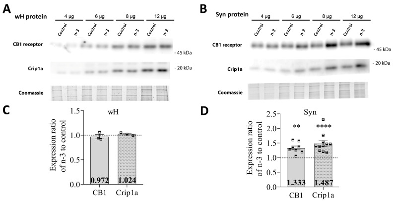 CB1 and Crip1a protein expression in hippocampal whole homogenates and synaptosomes. (A,B) Representative Western blots of CB1 and Crip1a expression carried out by immunoblotting increasing amounts of total protein from hippocampal whole homogenates (wH) or synaptosomes (Syn). The total protein loading was checked by Coomassie Brilliant Blue gel staining. Protein migration was consistent with their expected molecular mass (CB1, 52.8 kDa; Crip1a, 18.6 kDa). The molecular weights depicted correspond to the signal of the standard markers. (C) CB1 and Crip1a expression in whole homogenates. (D) CB1 and Crip1a expression in synaptosomes. Data are presented as mean ± SEM (see Table 4), with squares representing individual experimental values, using a synaptosomal or whole homogenate fraction obtained from two fractionation procedures and including hippocampal pools from at least six adult mice per fractionation procedure. Statistical analysis: paired ratio t-test; ** p < 0.01, **** p < 0.0001.
