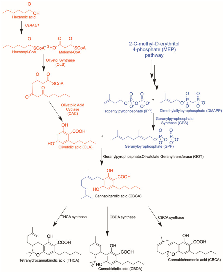 Cannabinoid biosynthetic pathway. Polyketide pathway is highlighted in red; isoprenoid pathway is highlighted in blue.