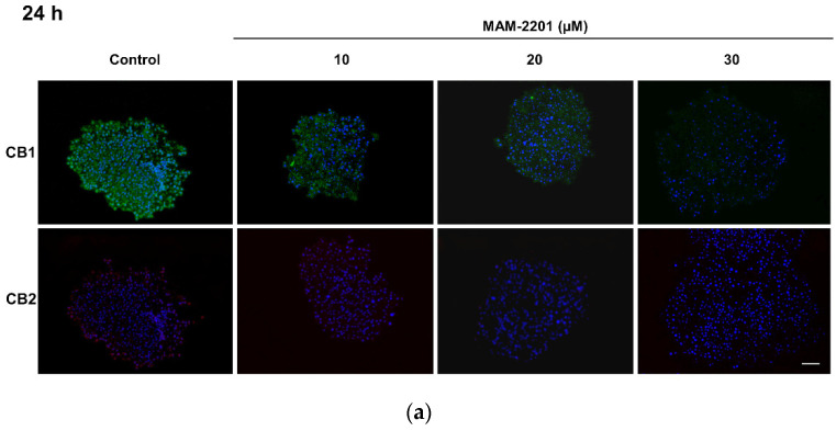 Immunofluorescence analysis of the cannabinoid receptor expression in astrocyte spheroid section after (a) 24 and (b) 48 h of exposure to MAM-2201. A loss of the fluorescence signal of CB1 (green fluorescence) was observed in D384 spheroid sections, starting at 20 µM after 24 h and starting at 10 µM after 48 h. CB2 showed very low levels of the fluorescence intensity (red) in both the D384 spheroid control and treated spheroids after 24 h, which disappeared after 48 h in treated D384 spheroids. Nuclei were stained with Hoechst 33258. Scale bar: 100 μm.