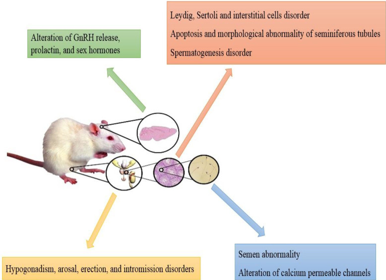 Structural and functional impairment, endocrinal disorders, changes in sexual behavior and semen analysis, and molecular alterations of semen in an animal model