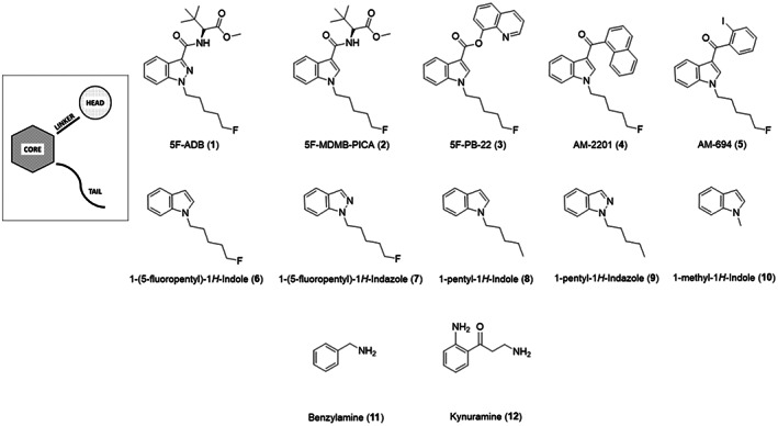 Structures of compounds investigated in this study. (A) Schematic of general SCRA architecture and alterations made to create SCRA derivatives studies. (B) SCRA structures; These compounds include synthetic cannabinoid receptor agonists (1–5), five compounds that emulate the core and tail section of SCRAs (6–10), benzylamine 11, and kynuramine 12.