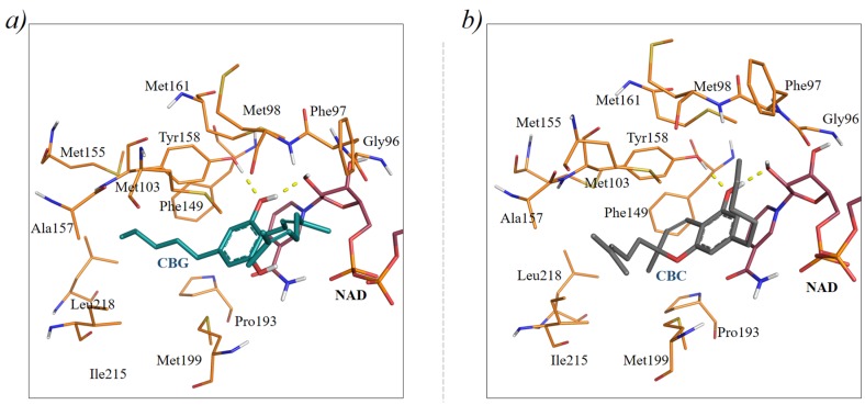 Docking poses of CBG and CBC into the 2B36 crystal structure predicted with Glide. Specifically, (a,b) report the predicted binding modes of CBG (dark teal sticks) and the S enantiomer of CBC (dark grey sticks) into the InhA receptor, respectively. NADH is reported as raspberry sticks.