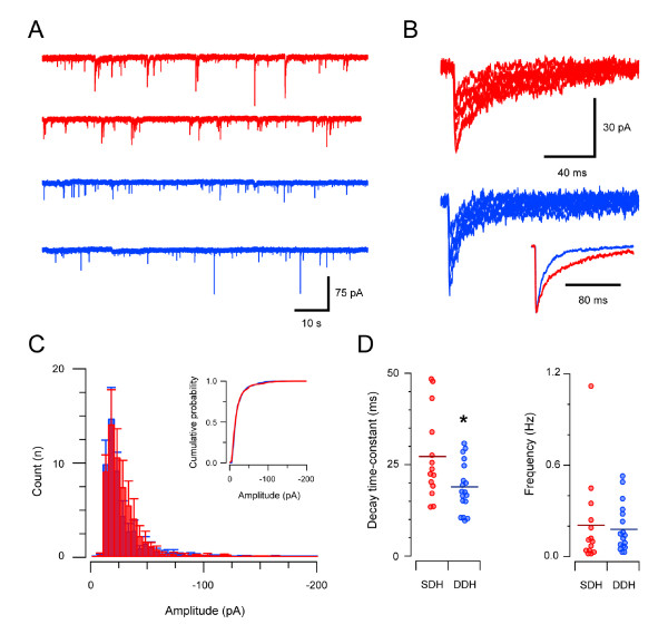 GABAAR-mediated synaptic transmission in the SDH and DDH. A representative traces showing continuous recordings of GABAAR-mediated mIPSCs (holding potential - 70 mV) in the presence of TTX (1 μm), CNQX (10 μm), and strychnine (1 μm) from an SDH (red traces) and a DDH neuron (blue traces). Note similar mIPSC frequency in the neurons from the two regions. B individual mIPSCs from traces in A (aligned at rise onset) showing amplitude variability of GABAAR-mediated mIPSCs in both SDH (red traces) and DDH (blue traces). Inset shows averaged mIPSCs normalised to the same amplitude (same neurons as in A). Note the slower decay time of GABAAR-mediated mIPSCs in SDH neurons. C overlayed group data histograms comparing amplitude distributions for GABAAergic mIPSCs in SDH (red) and DDH (blue) neurons (n = 14 and 18 for SDH and DDH, respectively). The overlap of the two distributions indicates that GABAAR-mediated mIPSC amplitudes are similar in SDH and DDH neurons. Inset shows data presented as cumulative distribution plots. D plots comparing group data for GABAAR-mediated mIPSC decay time-constant and frequency in SDH and DDH neurons. GABAAR-mediated mIPSC decay time-constants were significantly slower in SDH neurons, however, mIPSC frequency was similar in both regions.