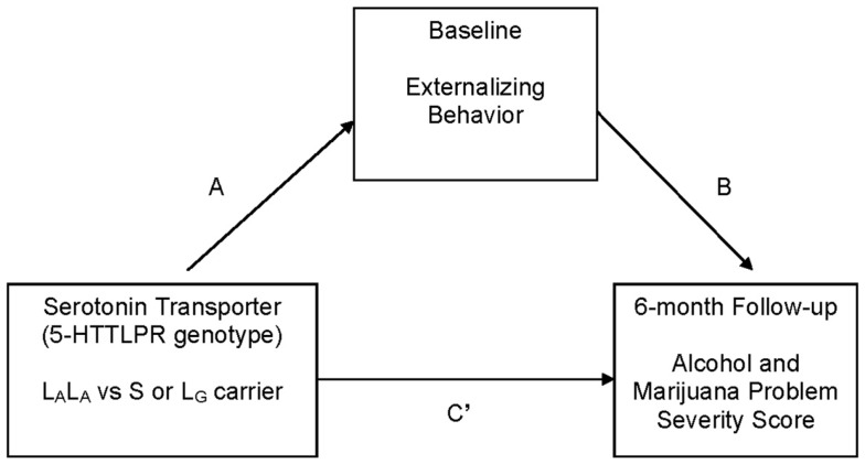 Hypothesized mediation (indirect effects) model that was tested. C′ represents the direct effect of independent variable (5-HTTLPR genotype: high vs. low expressing) on the dependent variable (alcohol and marijuana problem severity at 6 months) after controlling for the intervening variable (externalizing behavior). The C path (not labeled in the figure) represents the total effect of the independent variable on the dependent variable. Covariates: gender, age, race (Caucasian vs. all other ethnicity), socio-economic status, and baseline frequency of substance use.