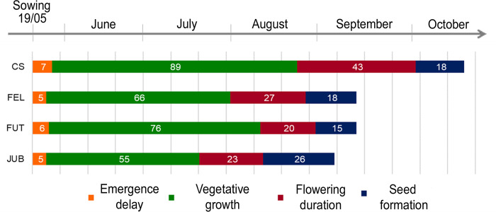 Phenological phases of each cultivar.Numbers are days elapsed from the beginning and the end of each phase.