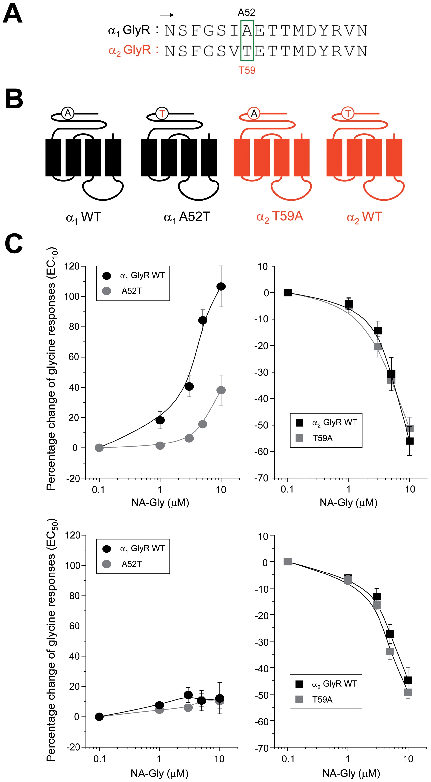 The composition of extracellular loop 2 influences the NA-Gly-induced potentiation of α1 GlyRs.(A) Amino acid sequence alignment between α1 and α2 GlyRs within the extracellular loop 2. The A52 residue in α1 GlyRs and their homologous position in α2 GlyRs are highlighted by a green box. (B) Schematic depictions of GlyRs with point mutations in the extracellular loop 2 (C) Concentration-response curves for NA-Gly in wild-type and extracellular loop 2-mutated α1 and α2 GlyRs using two different agonist concentrations. The mutation A52T significantly attenuated the NA-Gly sensitivity of α1 GlyRs, whereas the reverse mutation in α2 GlyRs (T59A) did not alter NAGly-induced inhibition.