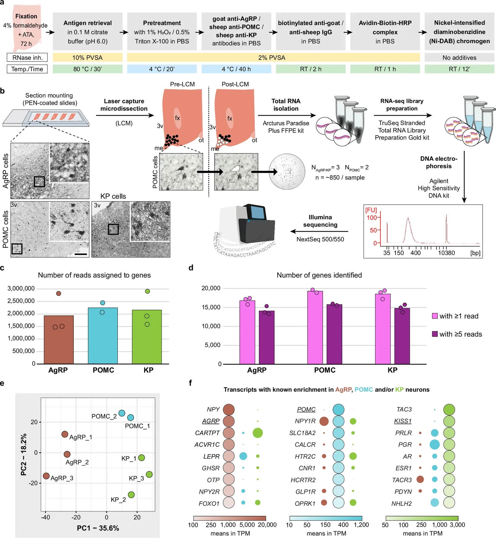 Use of IHC/LCM-Seq for transcriptome profiling of human AgRP, POMC, and KP neurons.a Schematic overview and technical details of the RNA-preserving immunohistochemistry (IHC) protocol optimized for transcriptome analysis of human AgRP-, POMC-, and KP-IR neuronal pools. b Workflow of the protocol, including laser capture microdissection (LCM), RNA isolation, cDNA library preparation, RNA sequencing, and downstream bioinformatic analyses. Scale bar corresponds to 200 µm in overview images and 50 µm in high-magnification and LCM images. 3v 3rd ventricle, fx fornix, me median eminence, ot optic tract. c, d Gene-assigned read counts (c) and numbers of identified transcripts (d) in AgRP (n = 3), POMC (n = 2), and KP (n = 3) neurons at two expression thresholds (Supplementary Data 4). n denotes the number of human subjects. e Principal component analysis (PCA) showing distinct clustering of the AgRP, POMC, and KP transcriptomes, with PC1 and PC2 explaining ~50% of the total variance (For raw data, see Supplementary Data 5). f Representative genes showing cell type-specific enrichment. Color gradients within the large dots indicate transcript abundance as mean TPM (transcripts per million), whereas the smaller dots are proportionally scaled in surface area to reflect lower expression levels.
