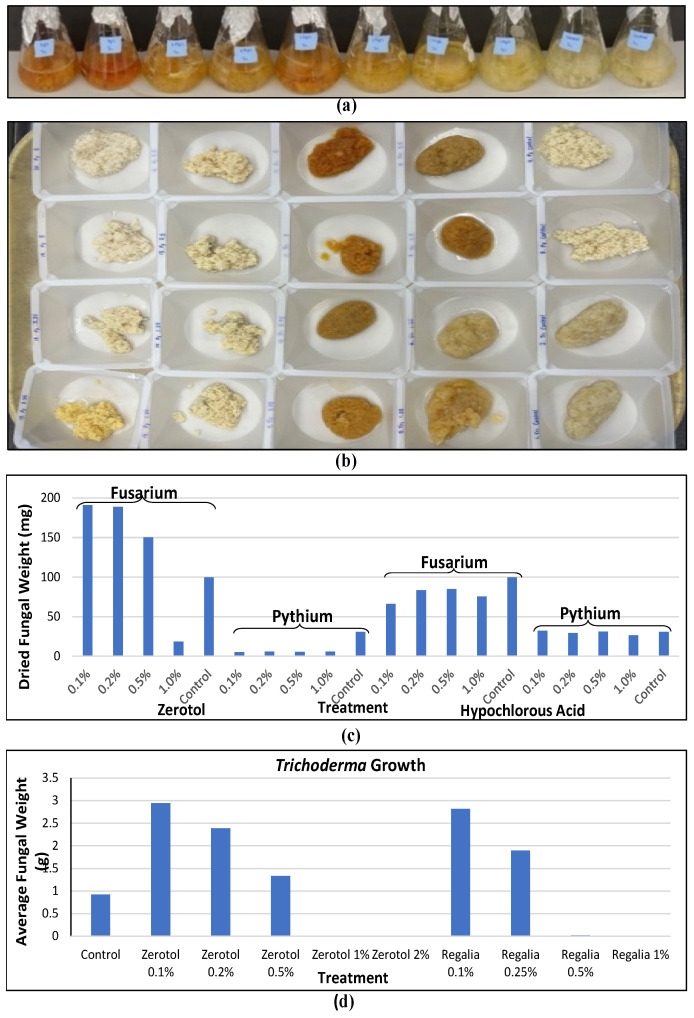 The effect of reduced-risk products on pathogen growth can be evaluated under laboratory conditions by testing a range of concentrations in liquid culture medium. (a) Example of fungal growth in potato dextrose broth containing a range of concentrations of individual products. (b) Growth is measured by obtaining mycelium dry weights after a 7-day exposure. (c) The effect of Zerotol® and hypochlorous acid (1000 ppm) on growth of two pathogens at increasing concentrations from 0.1% to 1.0%. Both Fusarium and Pythium growth is reduced at higher concentrations, but growth of Pythium shows greater sensitivity compared to Fusarium. (d) Growth of Trichoderma can also be reduced by the presence of specific compounds when added to the culture medium.