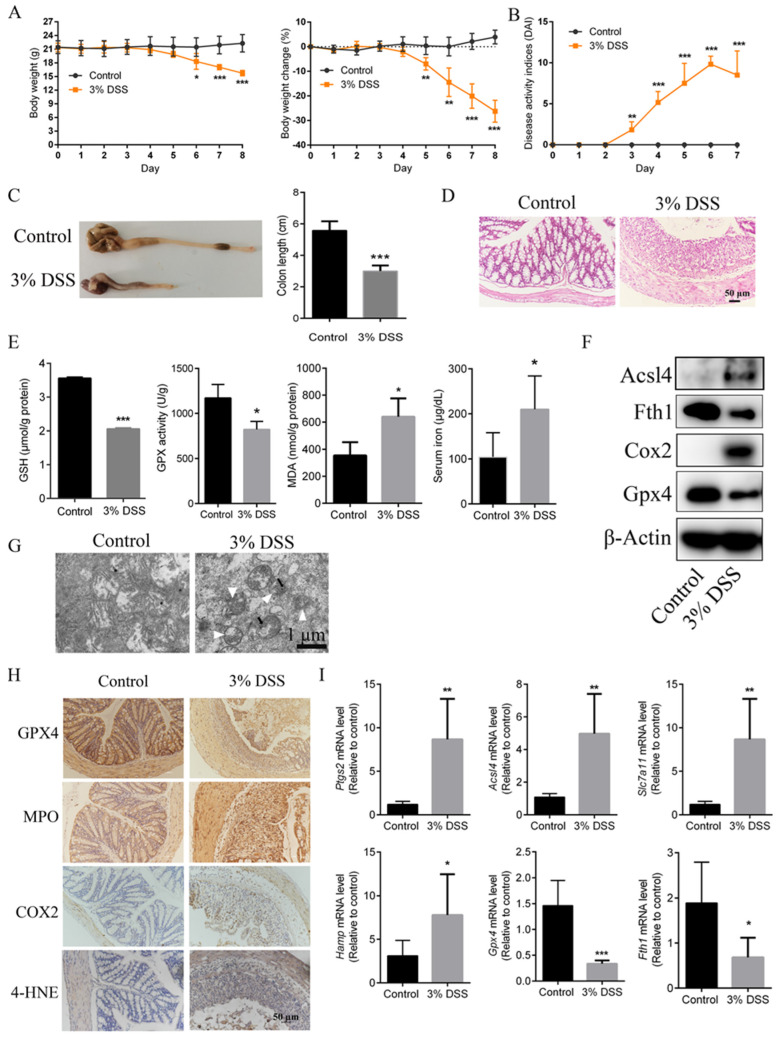 Ferroptosis is present in DSS-induced UC mice (n = 5). (A), Body weight and body weight changes in mice that received DSS treatment. (B), DAIs were determined according to scoring standards. (C), Colon length on the last day was measured and a histogram of colon length is shown. (D), H and E staining of colon tissues. Scale bar, 50 μm. (E), Levels of GSH, GPX activity and MDA in colonic tissues and serum iron levels of mice were examined using corresponding kits. (F), Protein expression levels of Acsl4, Fth1, Cox2 and Gpx4 were detected by western blotting. (G), Transmission electron microscopy of colon tissue mitochondria. Single white arrowheads indicate shrunken mitochondria; black arrowheads indicate increased mitochondrial membrane density. Scale bar, 1 μm. (H), Representative images of GPX4, MPO, COX2 and 4-HNE levels in colonic tissues of mice determined by immunohistochemistry staining. Scale bar, 50 μm. (I), Relative mRNA expression levels of Ptgs2, Acsl4, Slc7a11, Hamp, GPX4 and Fth1 were analyzed using RT-qPCR. Data are presented as the mean ± S.E.M. using Gapdh as a reference. * p < 0.05, ** p < 0.01, *** p < 0.001 versus mice from DSS group. 4-HNE, 4-hydroxynonenal; Acsl4, Acyl-CoA synthetase long-chain family member 4; Cox2, cyclooxygenase 2; DSS, dextran sulfate sodium; Fth1, ferritin heavy chain 1; GSH, glutathione; Gpx4, glutathione peroxidase 4; Hamp, hepcidin antimicrobial peptide; MDA, malondialdehyde; MPO, myeloperoxidase; Ptgs2, prostaglandin-endoperoxide synthase 2; Slc7a11, solute carrier family7 member 11.