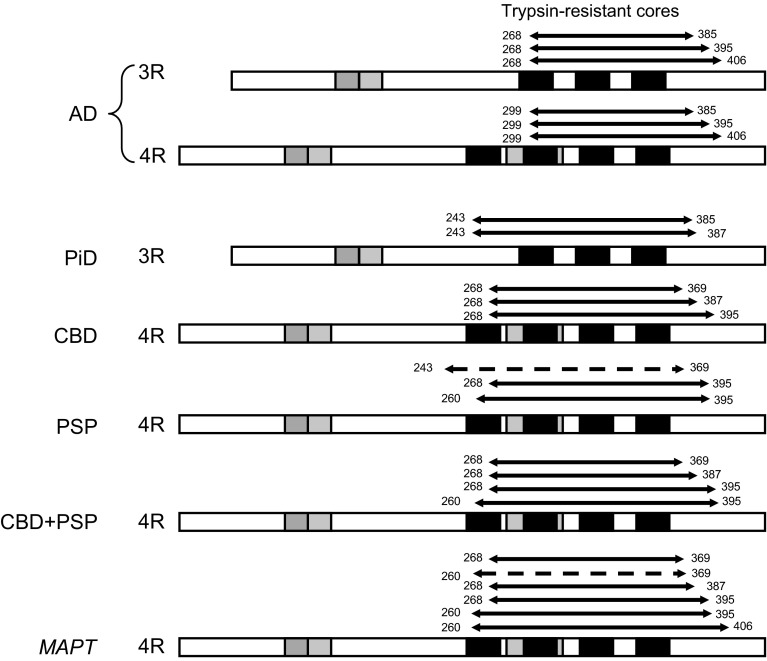Summary of trypsin-resistant regions of pathological tau from tauopathy brains. The major and minor tau fragments identified as trypsin-resistant tau in these tauopathies are indicated by solid and broken lines, respectively. Trypsin-resistant cores of AD-tau are distinct from the others in terms of both the isoforms and regions. AD tau is composed of equimolar amounts of both 3R tau and 4R tau isoforms and the cores are localized to start from the middle of the 1st repeat of 3R tau and the 2nd repeat of 4R tau, which are different from those of the other tauopathies composed of only 3R or only 4R tau isoforms (20–30 amino acid residues slide toward the C-terminus)